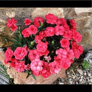 Meet your Posher, Julieta